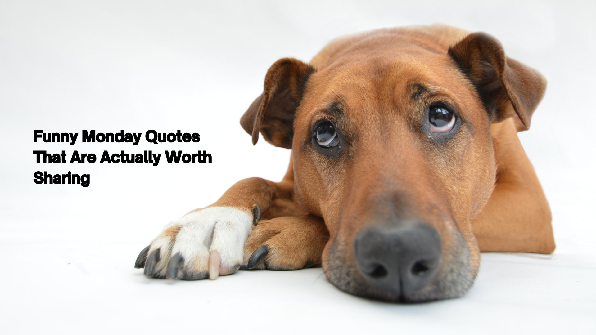 funny monday quotes